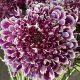 Purple Lace Focal Scoop